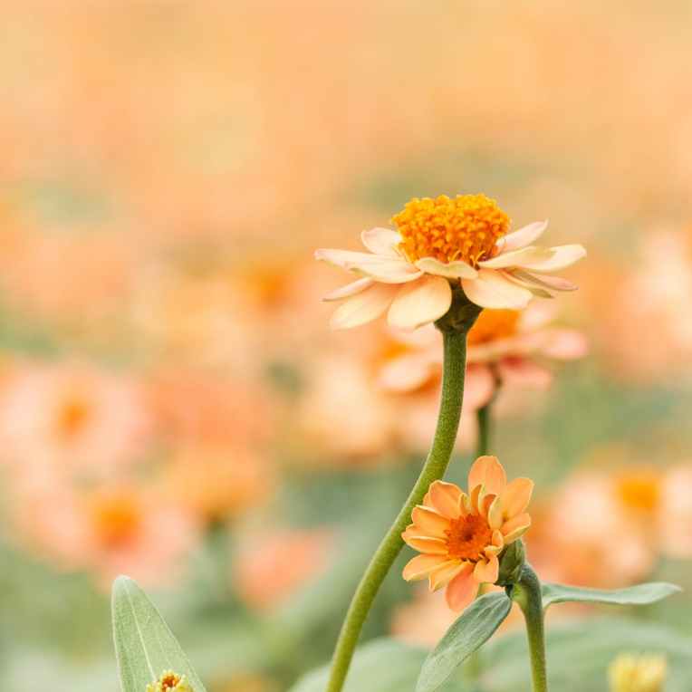 shallow focus photography of white daisy