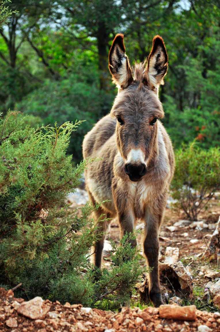 animal cute donkey nature